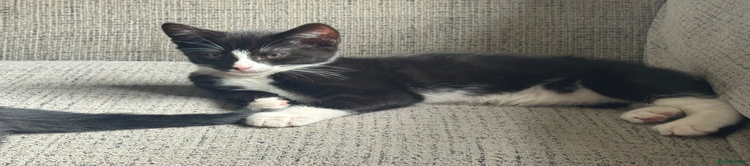 Mixed Breed Kitten 3