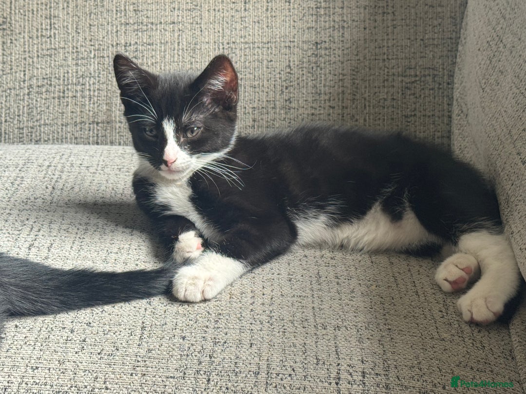 Mixed Breed cats for sale: 3 boys Available  - Image 3
