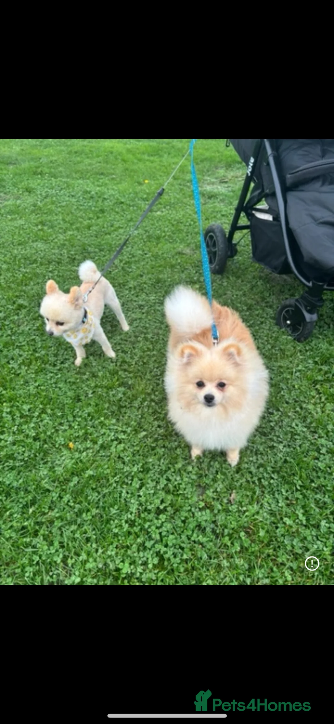 Pomeranian dogs for stud: Stud muffin amazing litters  - Advert 1