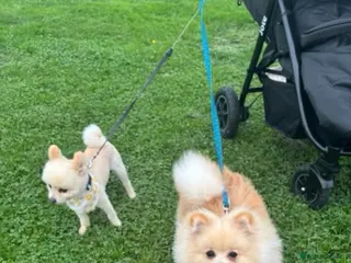 Pomeranian dogs Stud muffin amazing litters - Advert 1