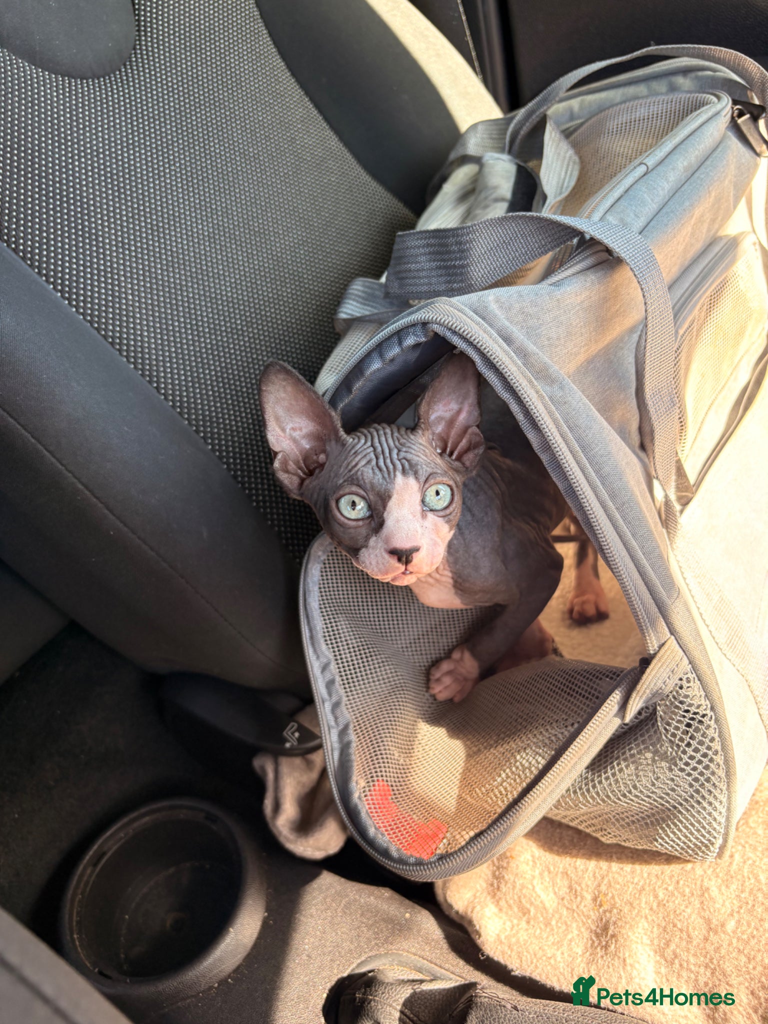 Sphynx cats ✨🖤Bi-Colour Sphynx Girl Ready To leave Now 🖤✨ - Advert 1