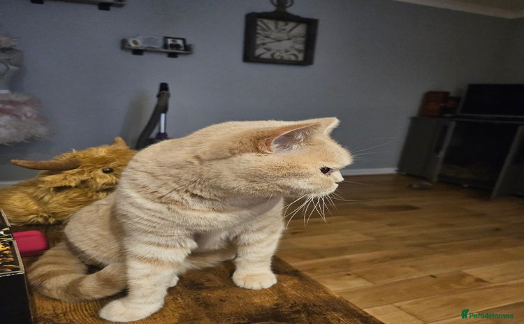 British Shorthair cats - Advert 1
