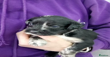 Mixed Breed dogs Frenchi /Mini Poodle Puppies First Gen ❤️  - Advert 8