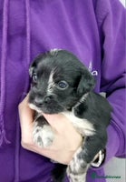 Mixed Breed dogs Frenchi /Mini Poodle Puppies First Gen ❤️ - Advert 6