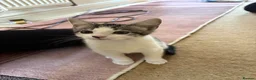 Domestic Shorthair cats for sale: READY TO GO‼️ 5 kittens! - Advert 3