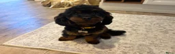 Maltipoo dogs for sale: Beautiful Toy Maltipoo puppies in Saint Leonards-on-sea - Advert 5
