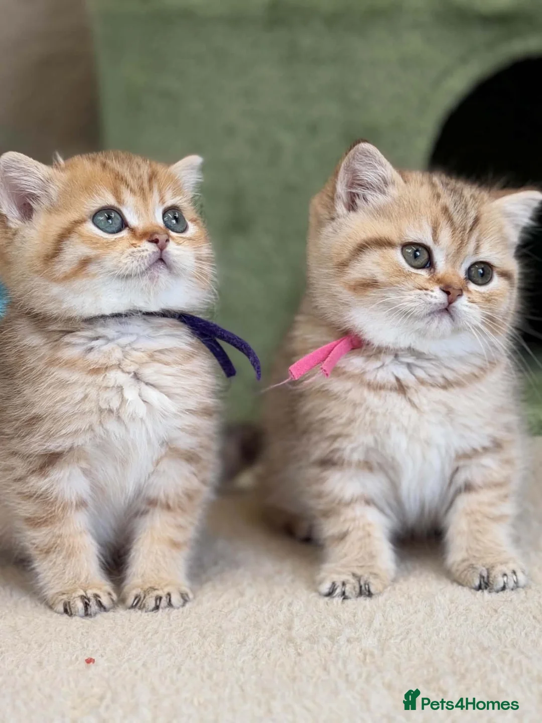 British Shorthair cats for sale: Adorable TICA British Shorthair kittens  - Advert 1