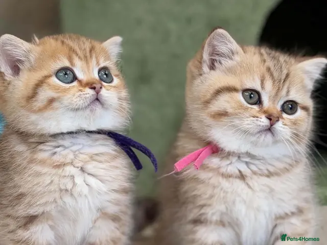 British Shorthair cats Adorable TICA British Shorthair kittens - Advert 1