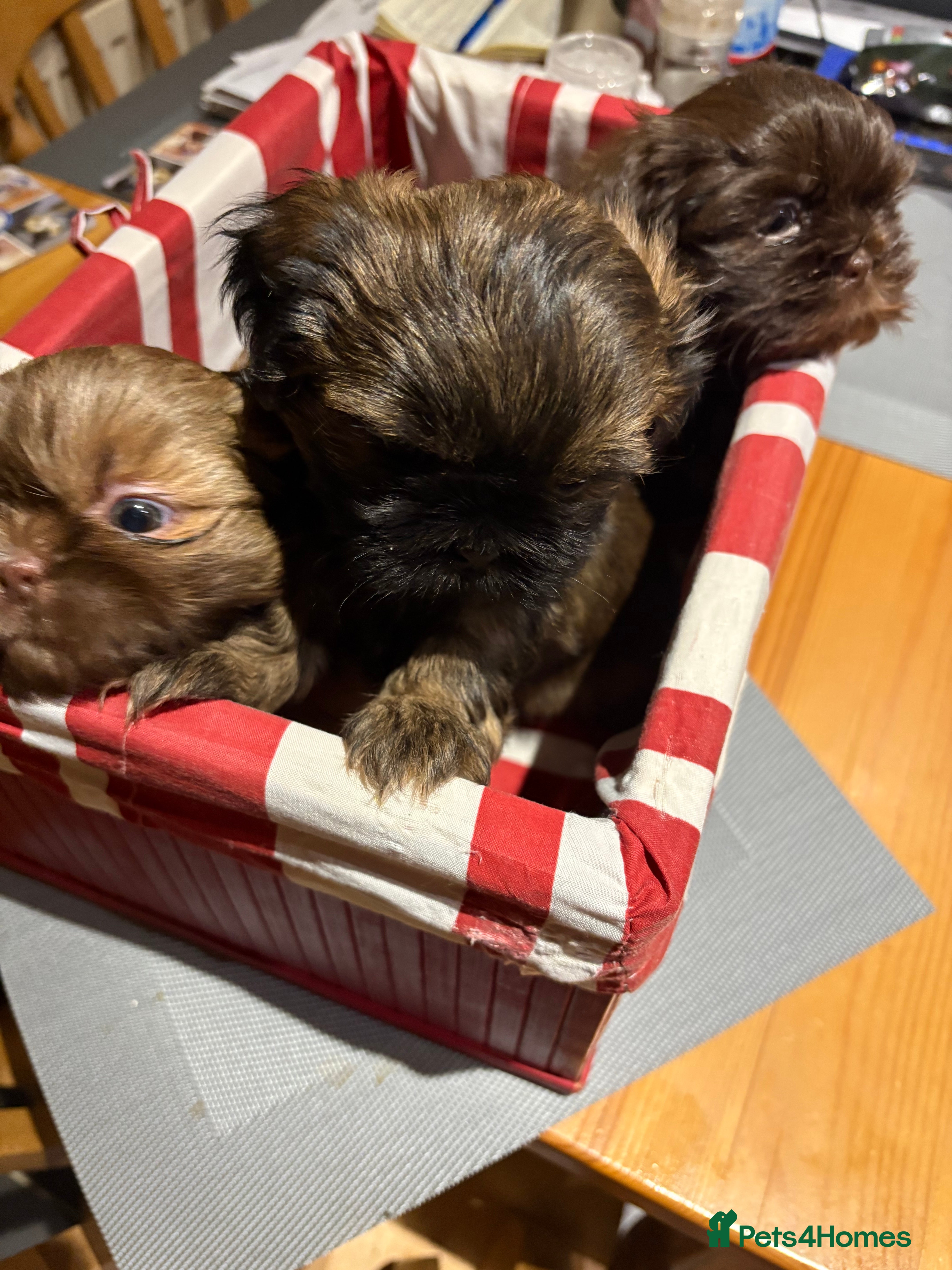 Shih Tzu dogs Karashishi shih tzu - Advert 9