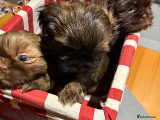 Shih Tzu dogs Karashishi shih tzu - Advert 9