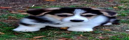 Welsh Corgi Pembroke dogs for sale: 1 boy 1 girl KC Pembroke Corgis  - Advert 6