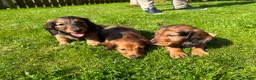 Dachshund dogs for sale: Standard Long Haired Dachshunds - Advert 1