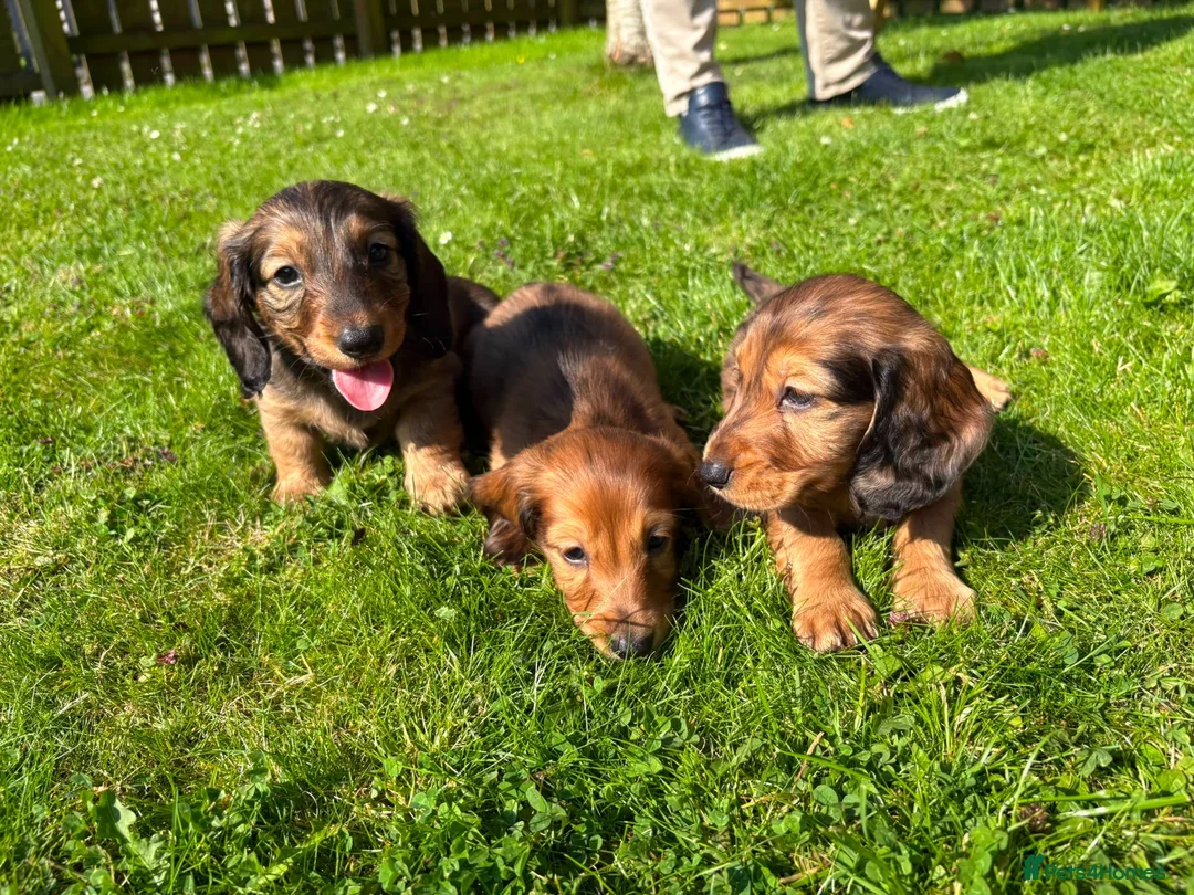 Dachshund dogs for sale: Standard Long Haired Dachshunds - Advert 1