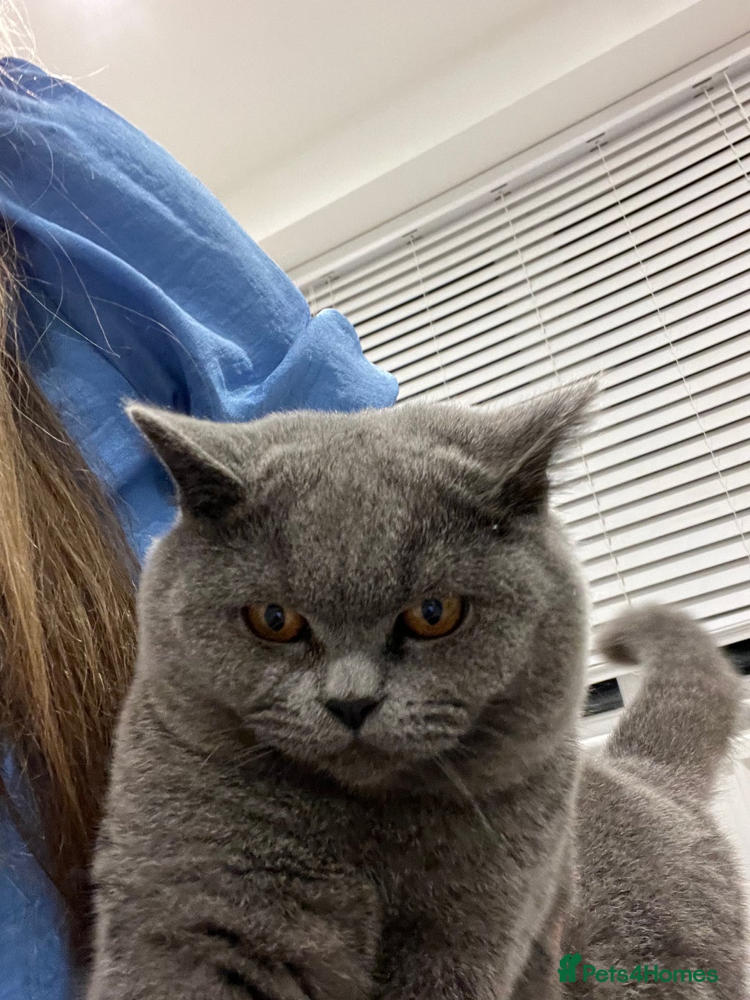 British Shorthair cats for sale: Lovely boy for sale six months old - Image 2