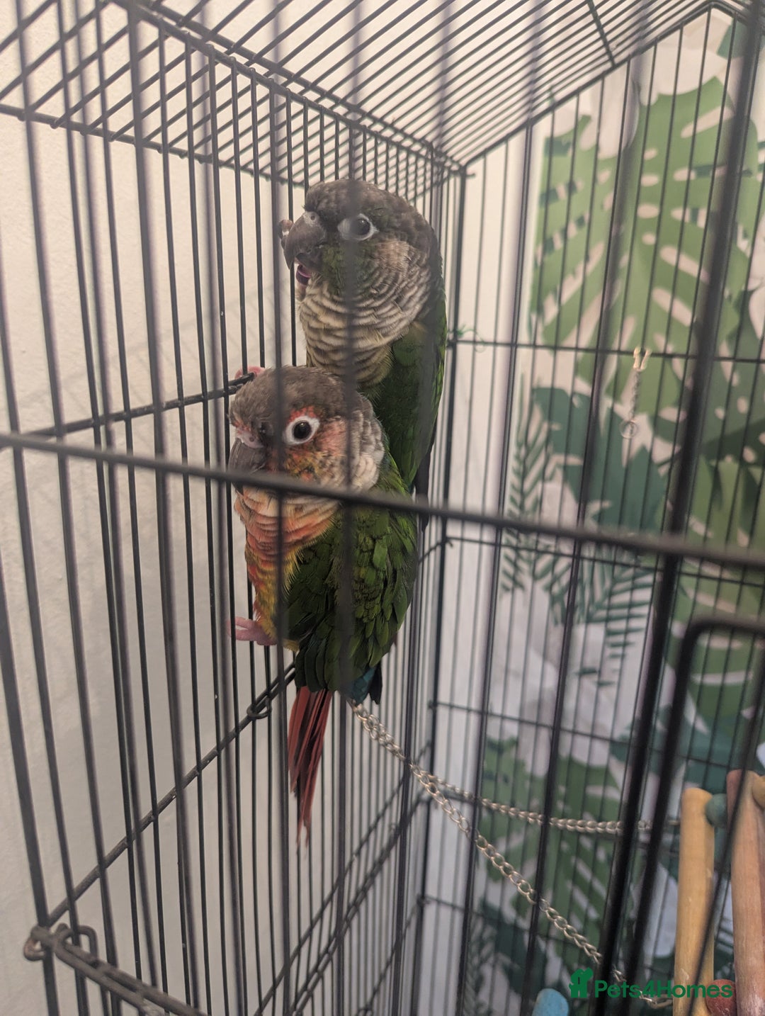 Conures birds for sale: Pair of Conures male and female 250.00 ono - Image 3