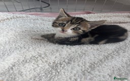 Domestic Shorthair cats for sale: Adorable kittens for sale  - Image 9