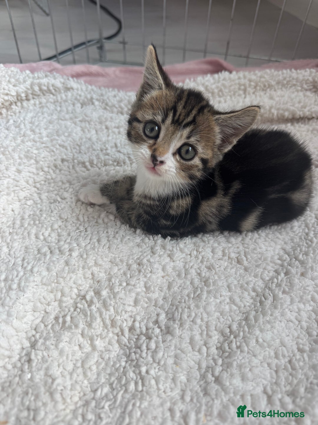 Domestic Shorthair cats for sale: Adorable kittens for sale  - Image 9