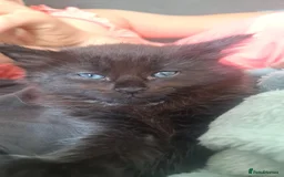 Ragdoll cats for sale: Ragdoll x Norwegian Forest x DHC - Image 3