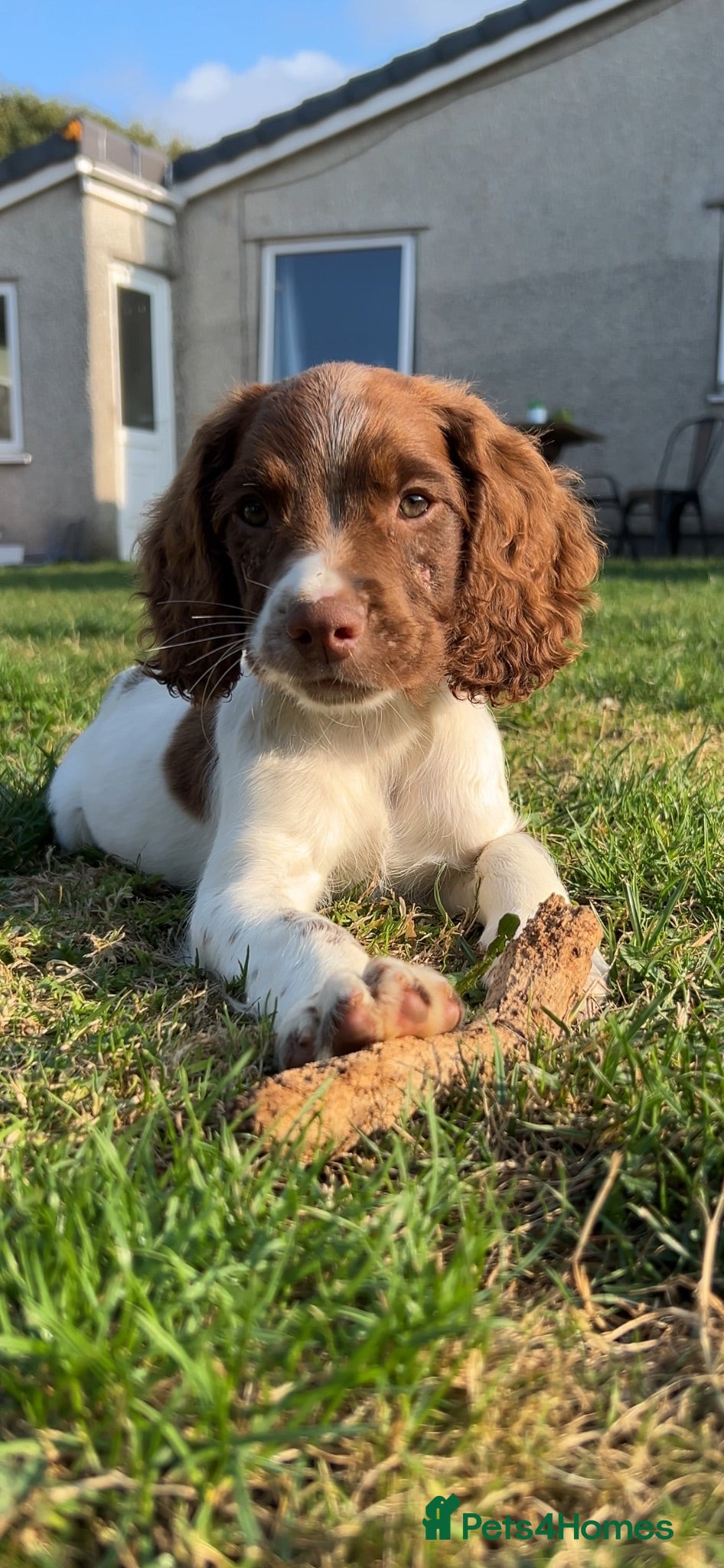 English Springer Spaniel dogs KC registered springer spaniel boys  - Advert 7