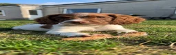 English Springer Spaniel dogs for sale: KC registered springer spaniel boys  - Advert 1