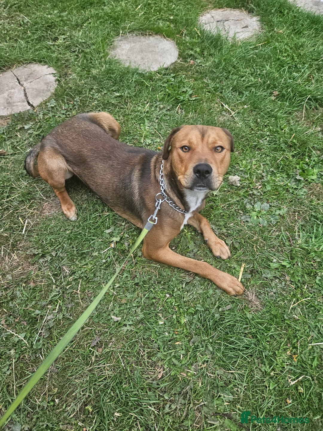 Rottweiler dogs for sale: Rottweiler  - Image 1