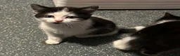 Mixed Breed cats for sale: 4 females availble in Bristol - Advert 7