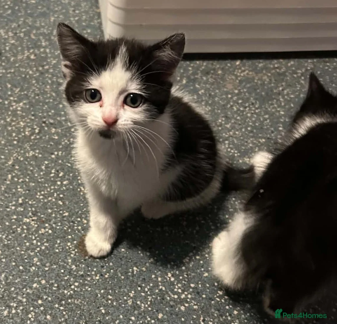 Mixed Breed cats for sale: 4 females availble in Bristol - Advert 7