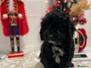 Cockapoo dogs F1 pra clear puppys boy available ready now - Advert 8