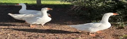 Geese poultry for sale: Female geese - Advert 3