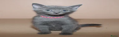 Russian Blue Kitten 1