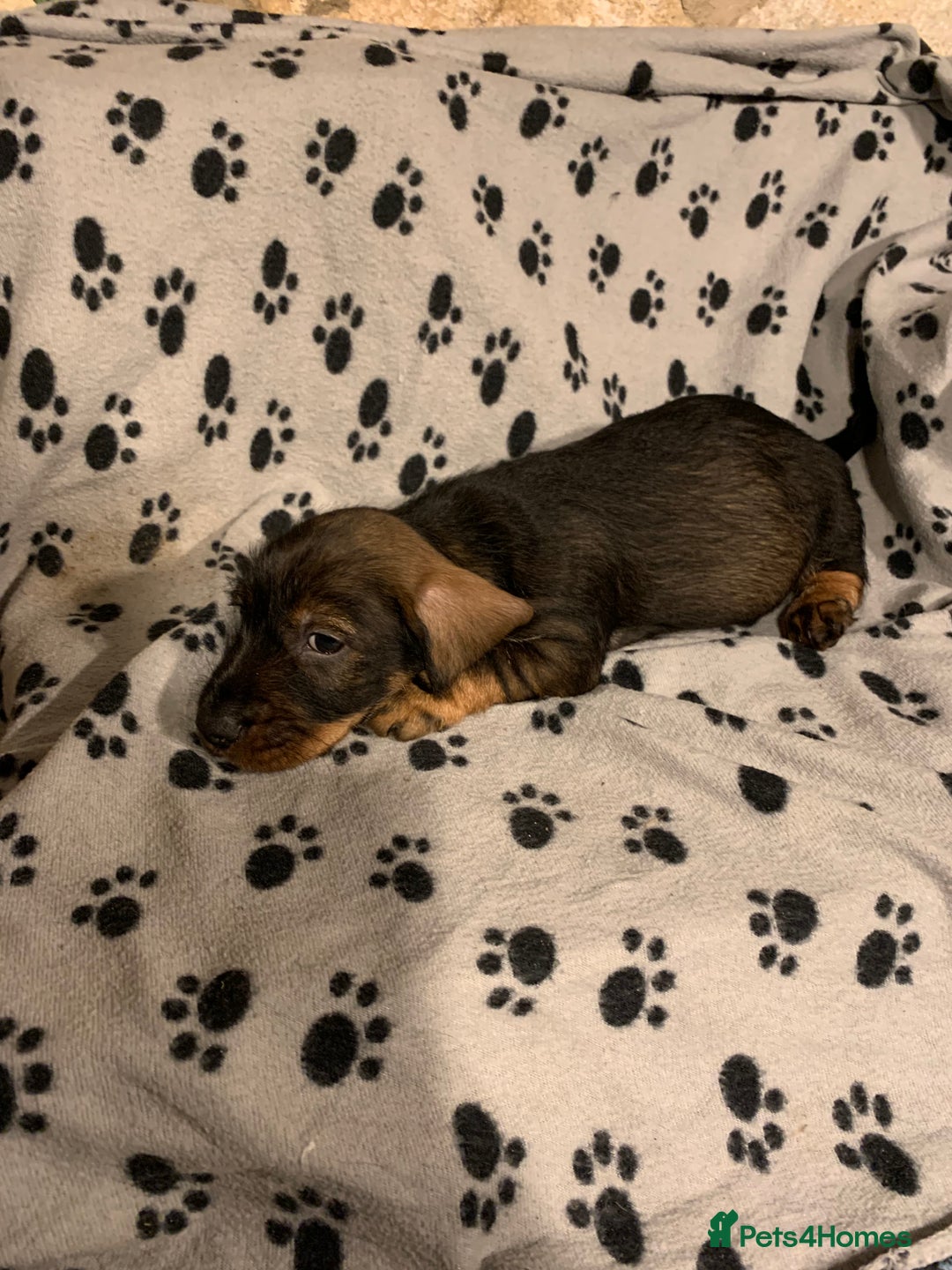 Dachshund dogs for sale: Standard wirehaired dachshund  - Advert 36