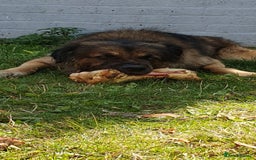 Caucasian Shepherd Dog dogs for sale: 5 year old male - Image 9