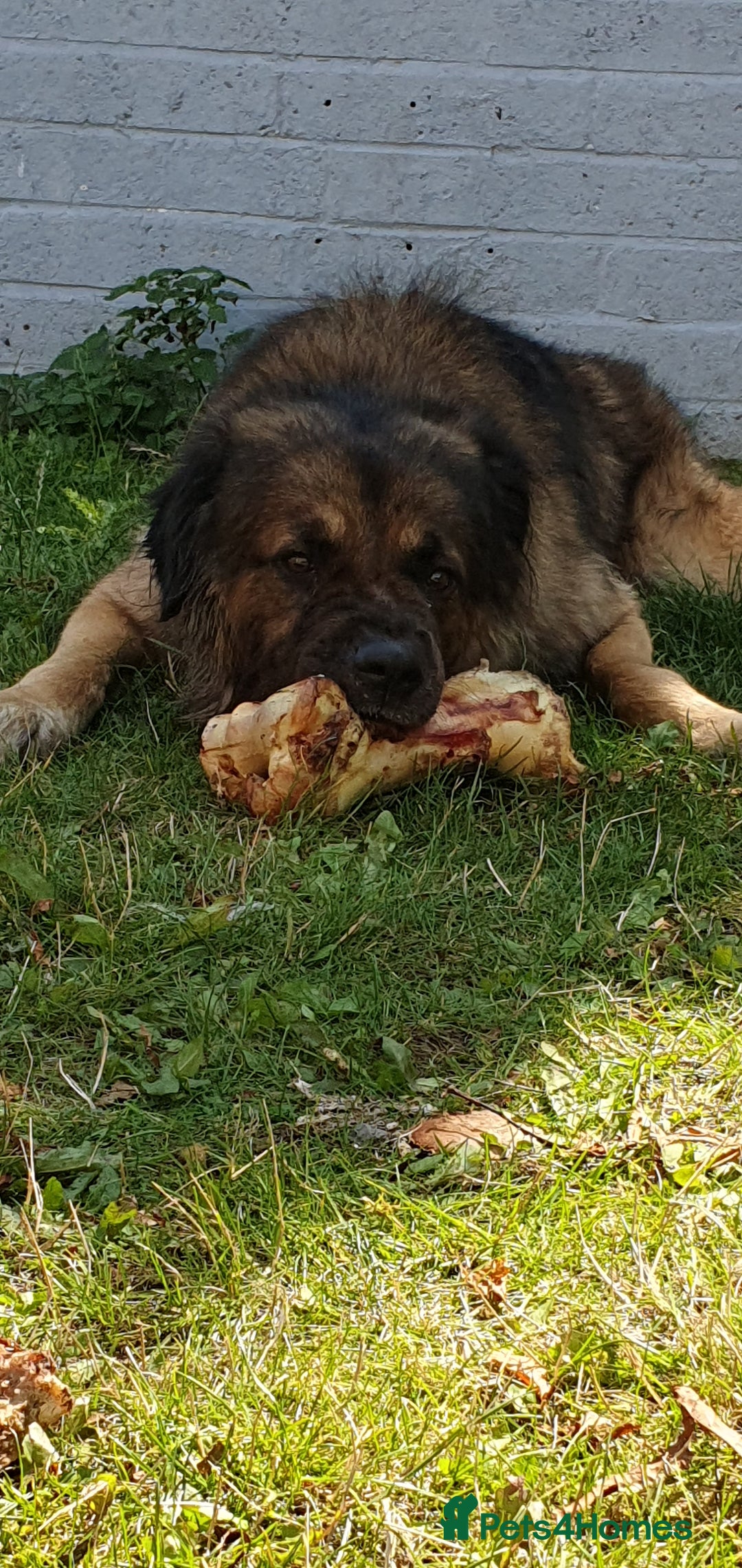 Caucasian Shepherd Dog dogs for sale: 5 year old male - Image 9