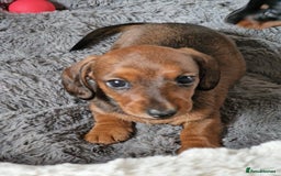 Dachshund dogs for sale: Champion sired, show quality miniature, ready now. - Image 12
