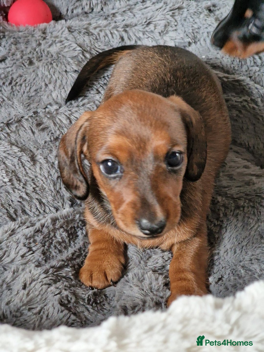 Dachshund dogs for sale: Champion sired, show quality miniature, ready now. - Image 12