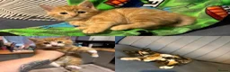 Mixed Breed cats for sale: 3 kittens for sale  - Advert 1