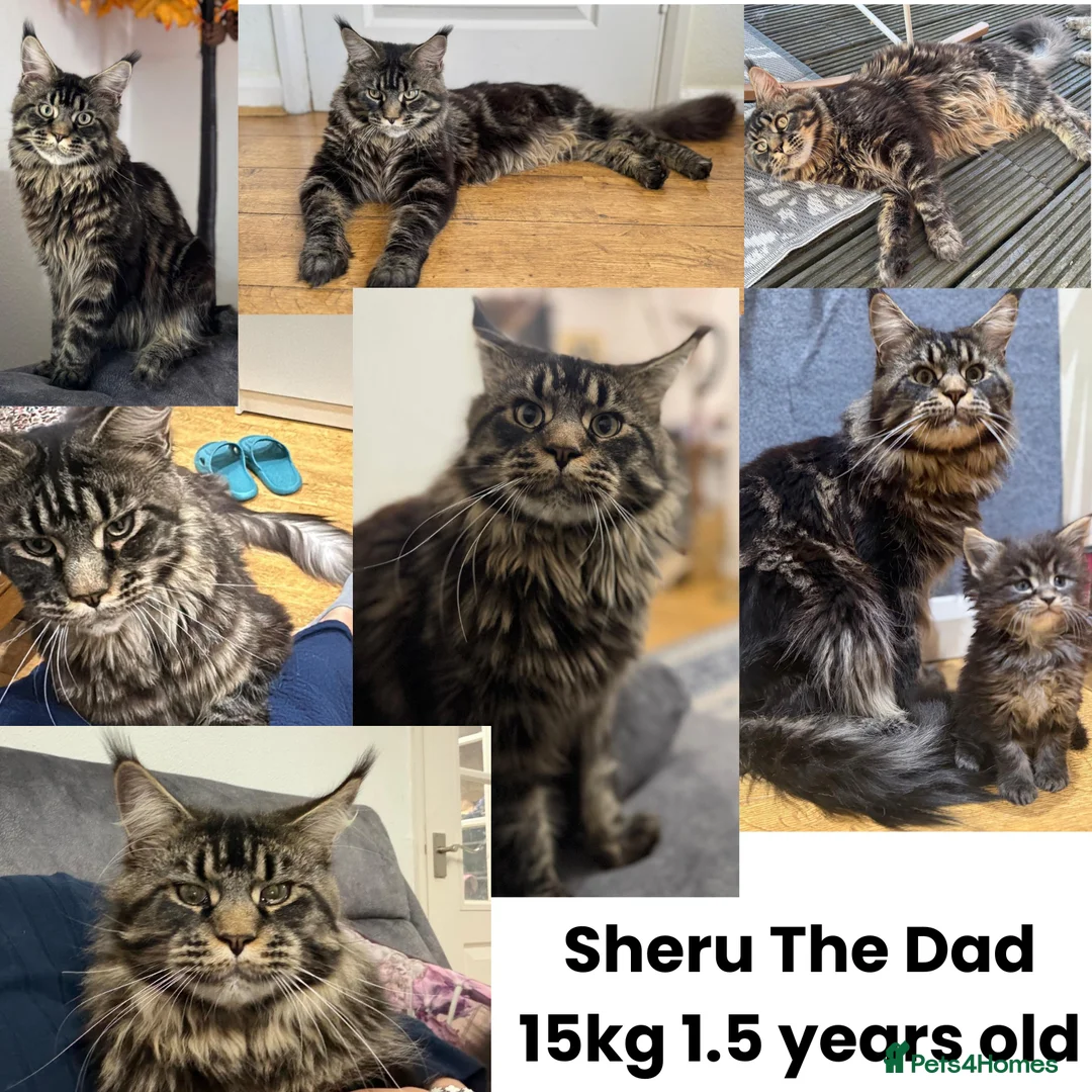 Maine Coon cats for sale: Large Kittens – European Bloodlines - Advert 5