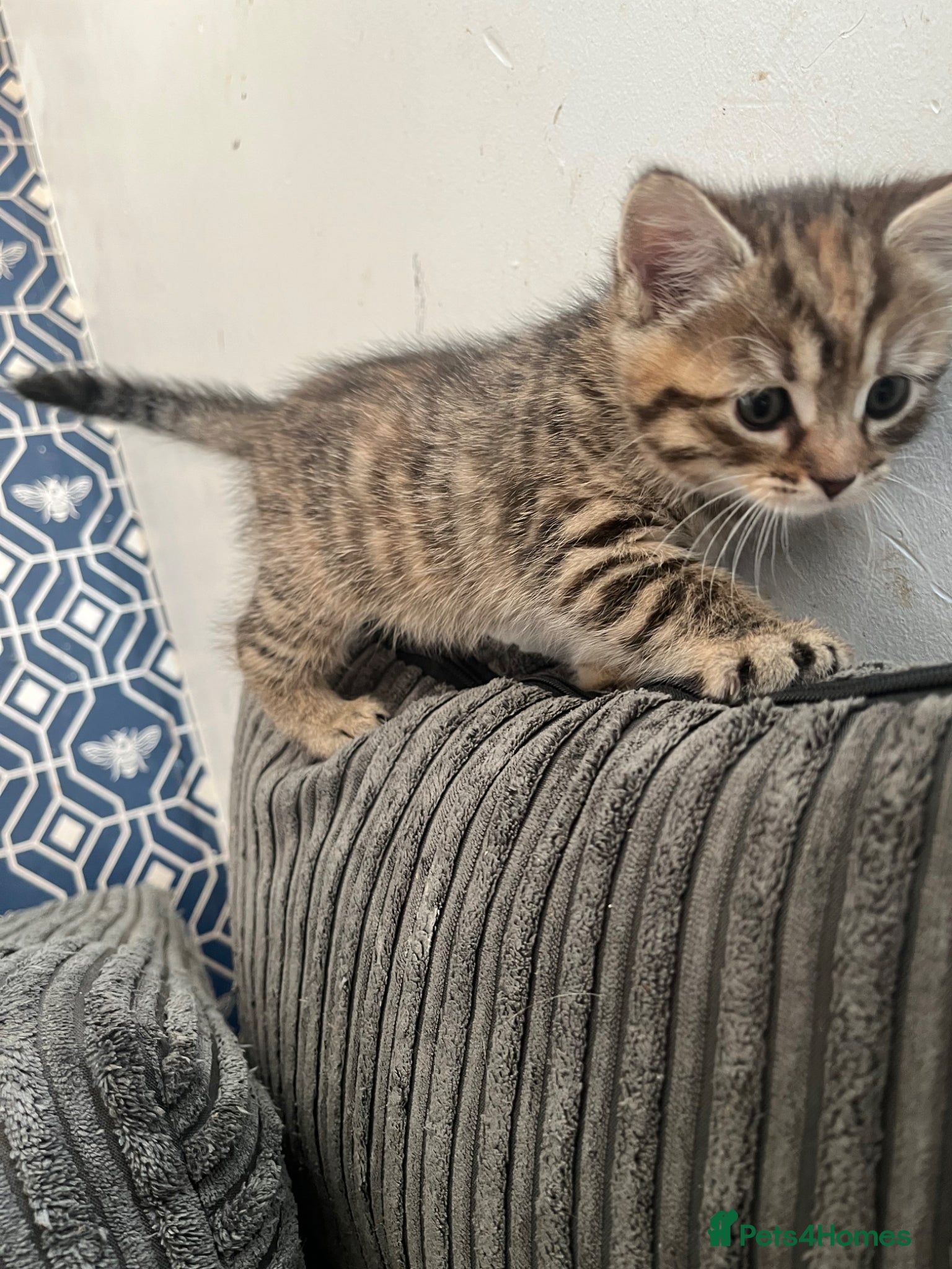 Mixed Breed cats for sale: 5 beautiful kittens for sale - Advert 4