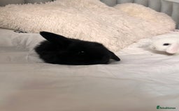 Mini Lop rabbits for sale: Mini lop bunnies for sale! - Advert 10