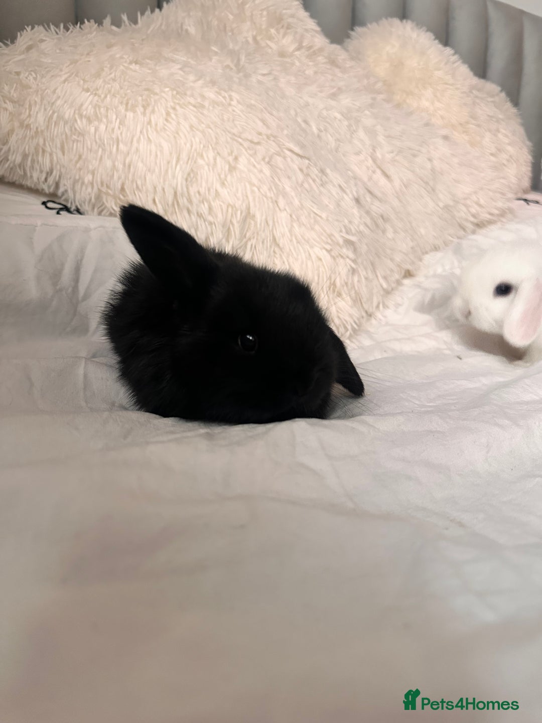 Mini Lop rabbits for sale: Mini lop bunnies for sale! - Advert 10
