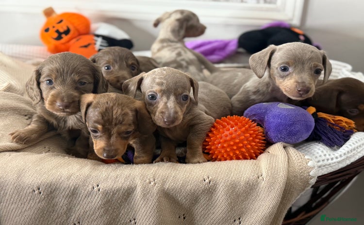 Miniature Dachshund dogs - Advert 4