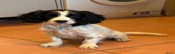 Cockalier dogs for sale: Gorgeous Covkalier puppies! - Advert 14