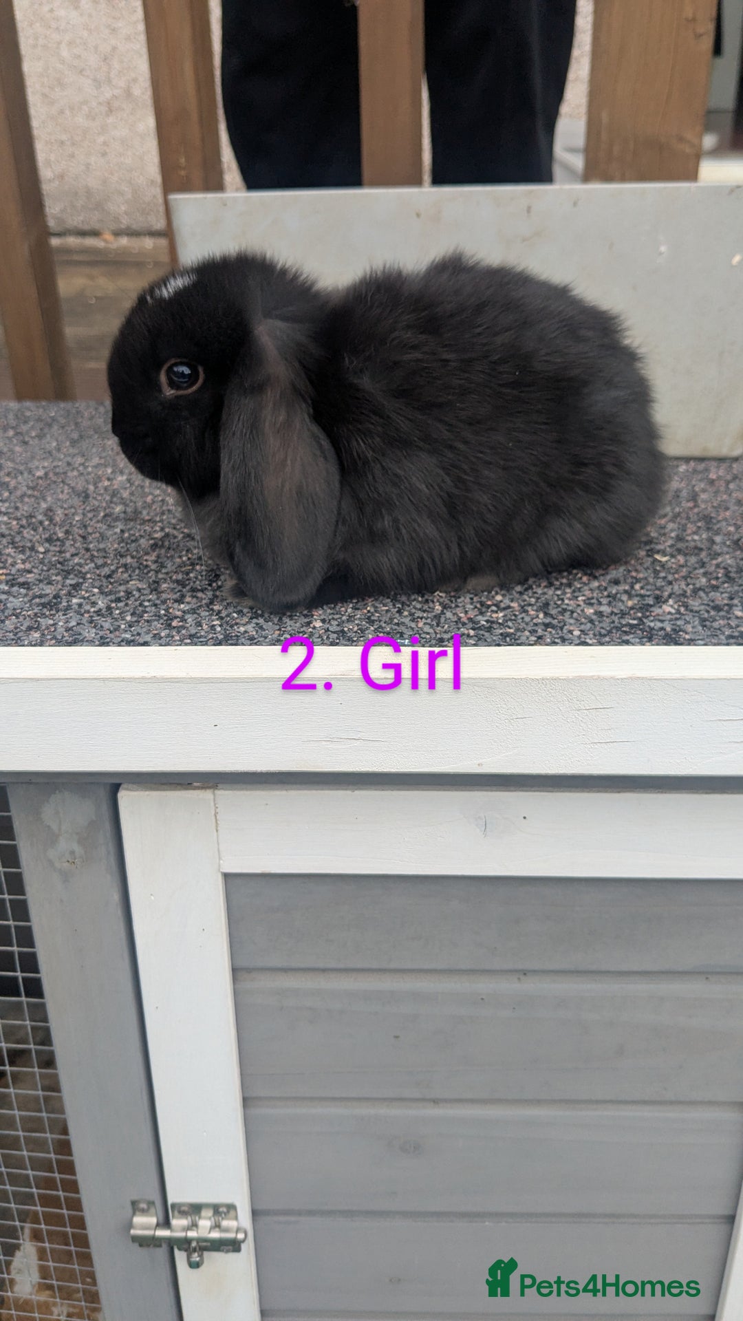 Mini Lop rabbits for sale: Mini lop babies  - Image 2