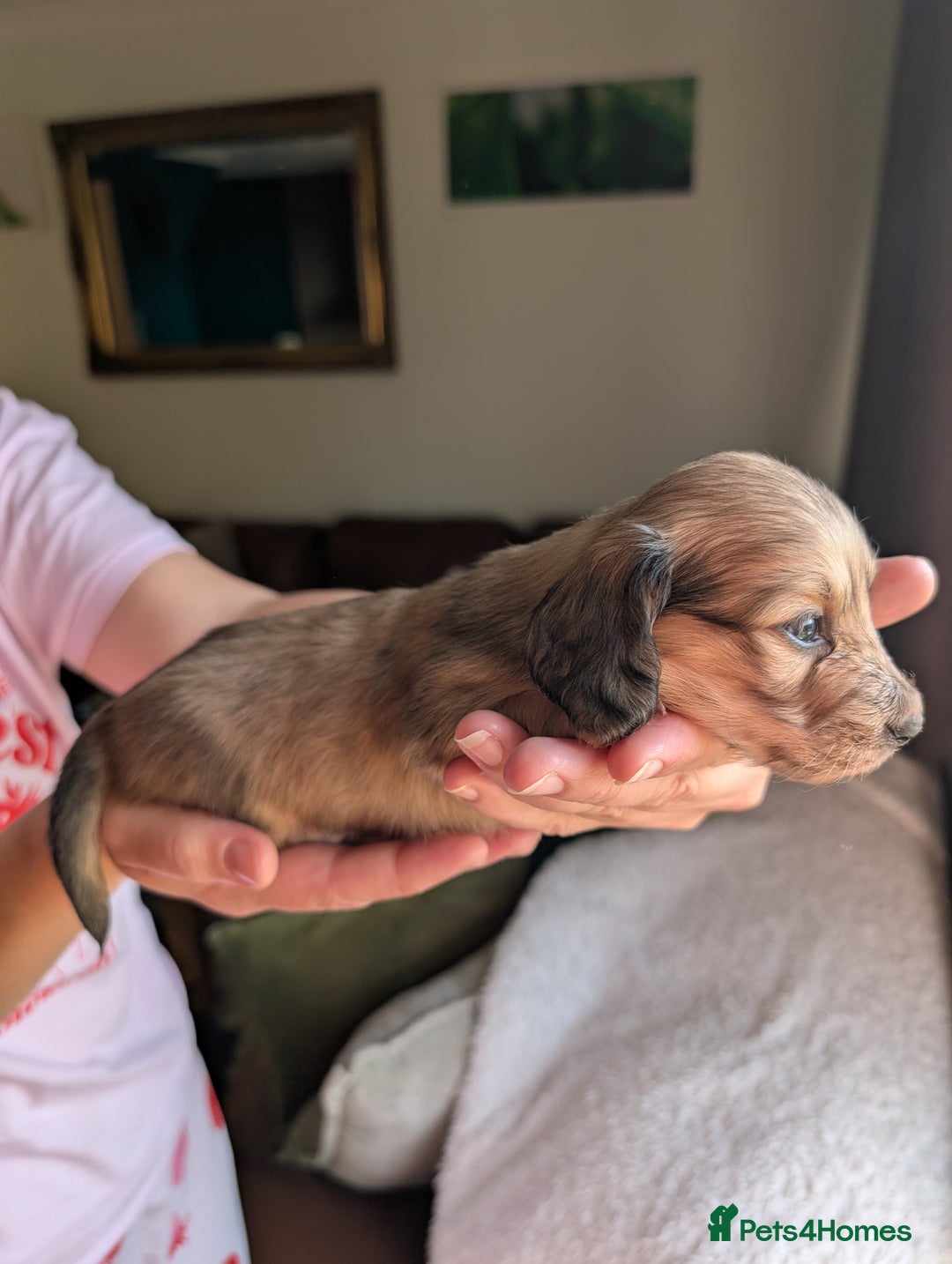 Miniature Dachshund dogs for sale: KC LONGHAIRED MINIATURE DACHSHUNDS  - Image 12