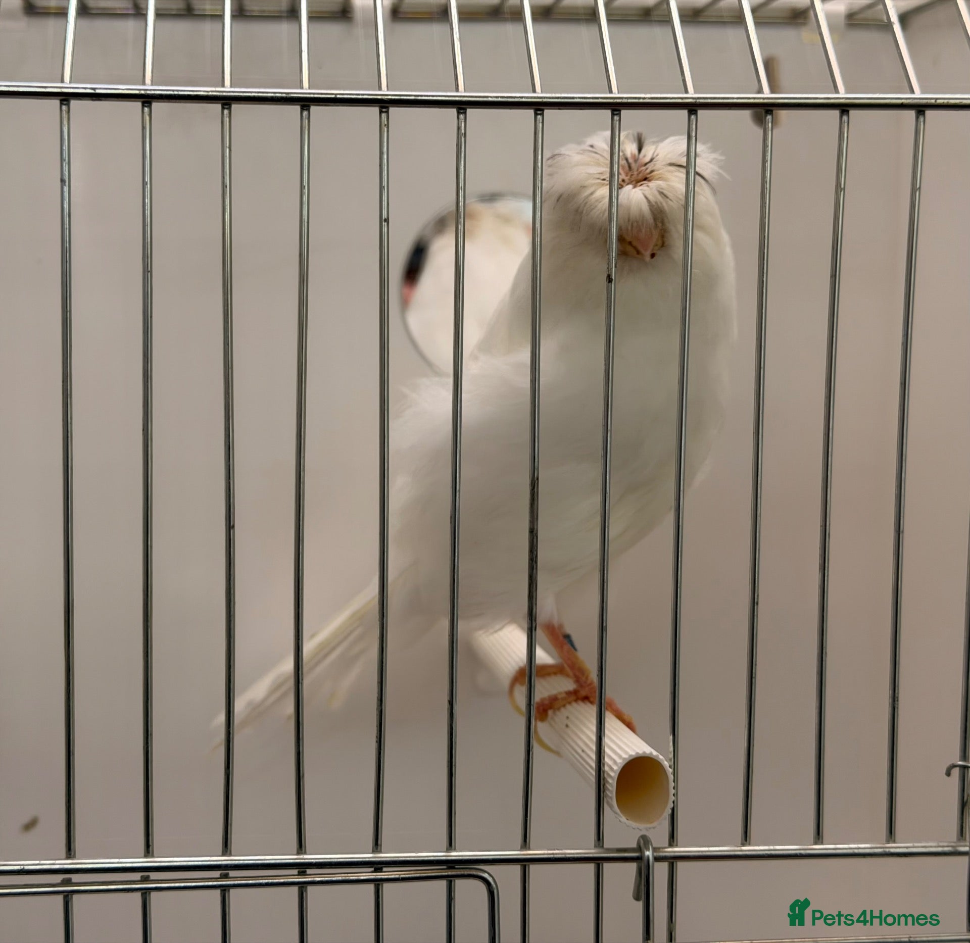 Finches birds for sale: White Lancashire male canary fit and active  - Advert 13