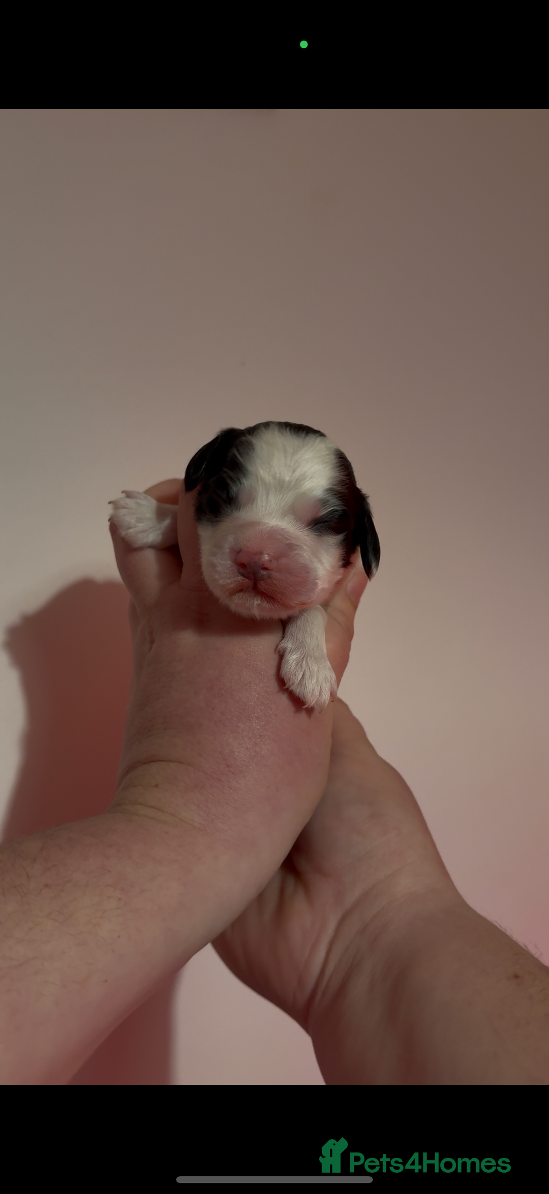 Cocker Spaniel dogs for sale: White and Black Cocker Spaniel dog Pup - Advert 9