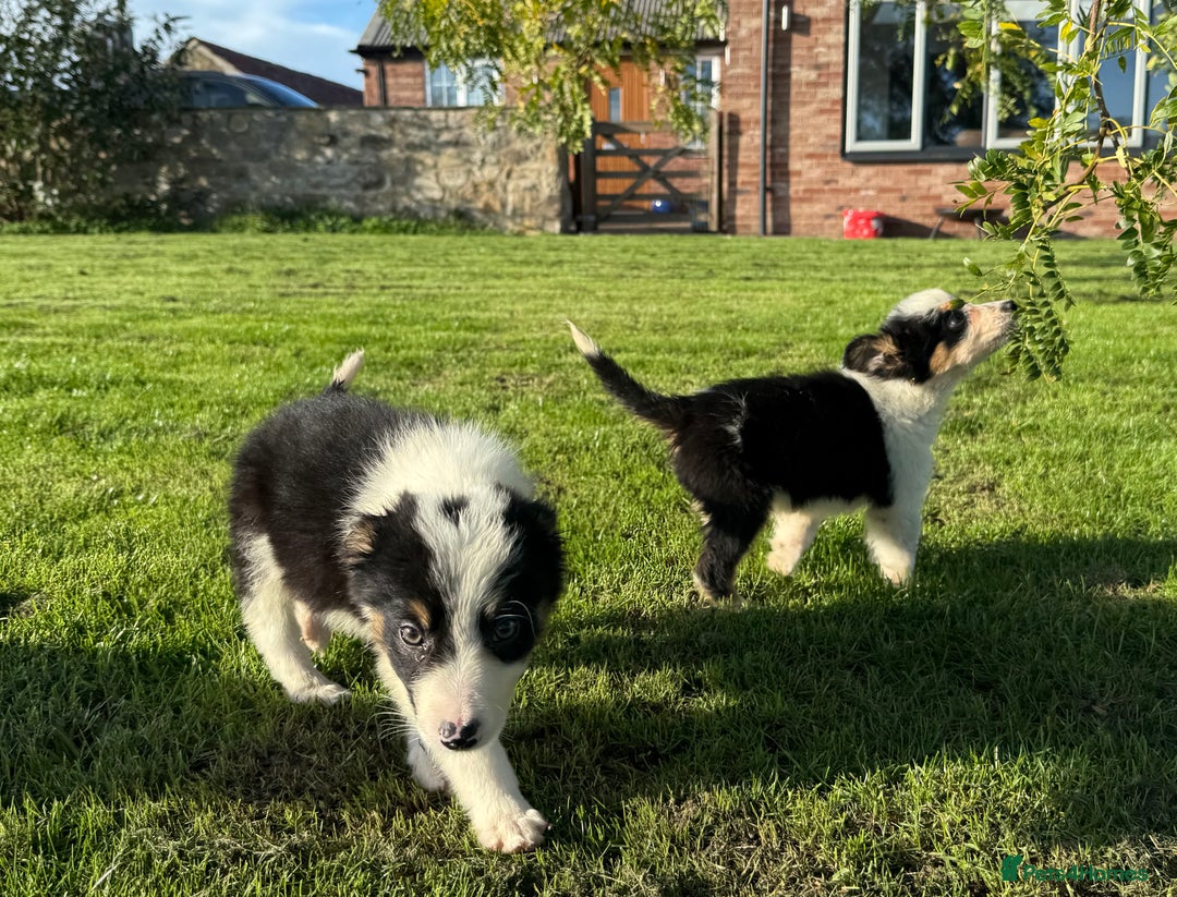 Border Collie dogs for sale: 🖤🤍🤎Fabulous Border Collies 🖤🤍🤎 - Image 8