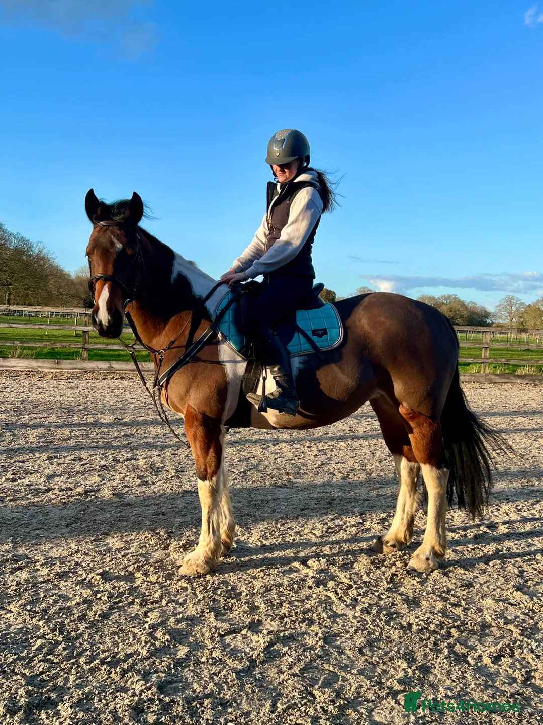 Irish Sports horses for sale: Beautiful 15.1hh coloured mare  in Clacton-on-Sea - Advert 2