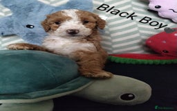 Cockapoo dogs for sale: * 1 Left* Beautiful Unique Cockapoo Puppies - Advert 9