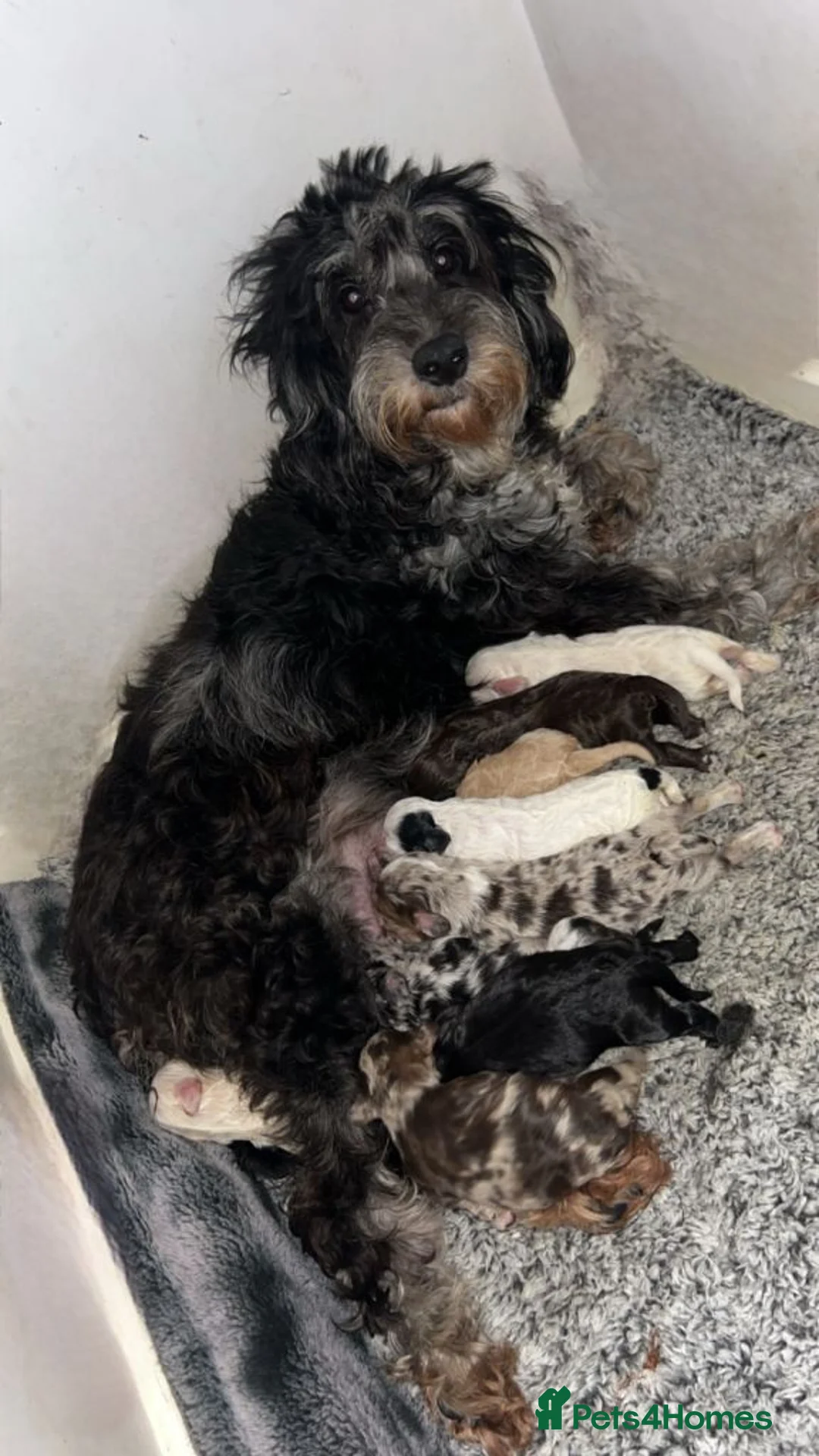 Cockapoo dogs for sale: Cockapoo Puppies For Sale Companions For Life - Advert 1